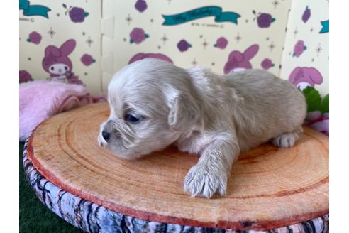 成約済の栃木県のミックス犬-109134の10枚目