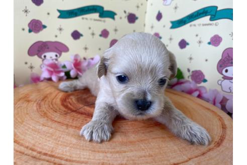 成約済の栃木県のミックス犬-109134の9枚目