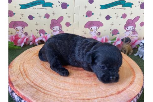 成約済の栃木県のミックス犬-109133の9枚目