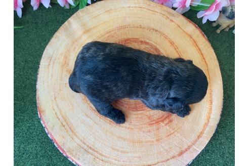 成約済の栃木県のミックス犬-109133の8枚目