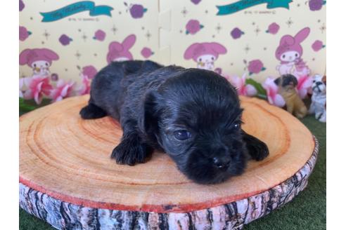 成約済の栃木県のミックス犬-109131の13枚目