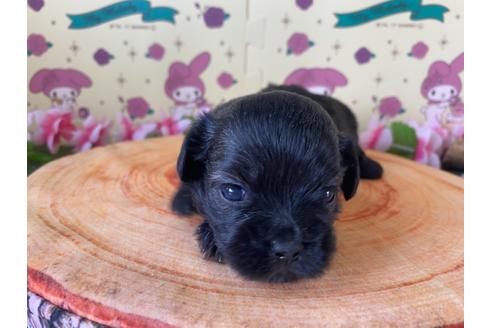 成約済の栃木県のミックス犬-109131の10枚目