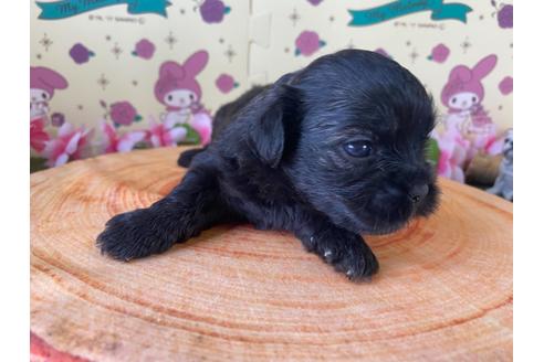 成約済の栃木県のミックス犬-109131の8枚目