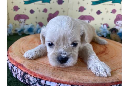 成約済の栃木県のミックス犬-109128の15枚目