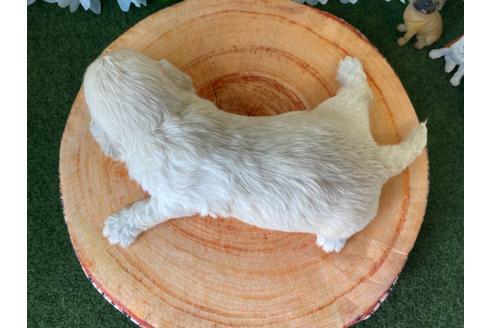 成約済の栃木県のミックス犬-109128の13枚目