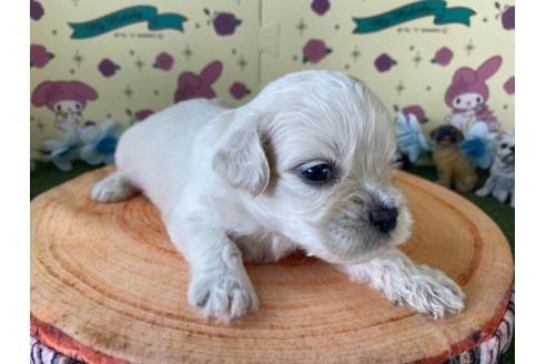 成約済の栃木県のミックス犬-109128の12枚目