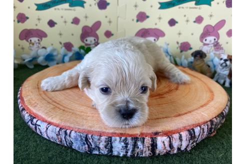 成約済の栃木県のミックス犬-109129の12枚目