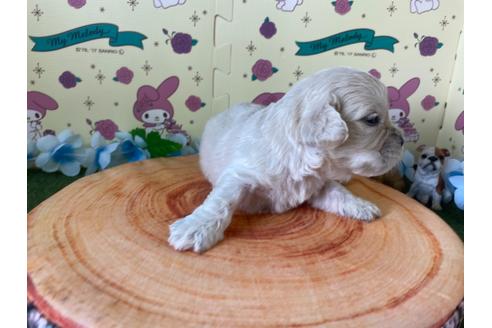 成約済の栃木県のミックス犬-109129の10枚目