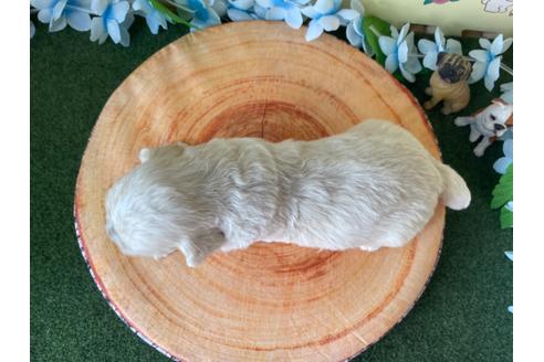 成約済の栃木県のミックス犬-109129の9枚目
