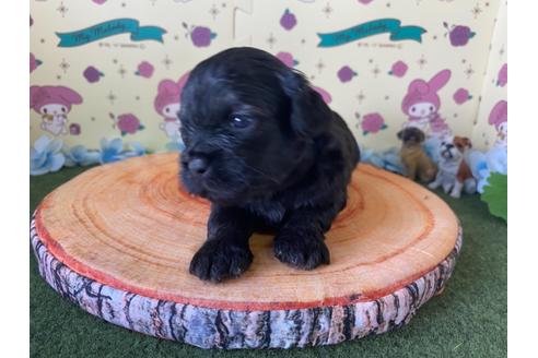 成約済の栃木県のミックス犬-109130の9枚目