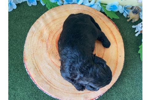 成約済の栃木県のミックス犬-109130の7枚目