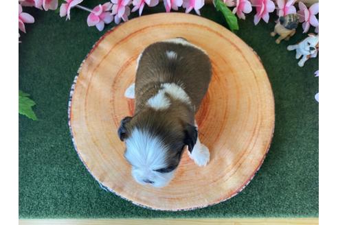 成約済の栃木県のシーズー-109144の8枚目