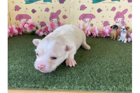 成約済の栃木県のポメチワ:ポメラニアン×チワワ-109171の16枚目