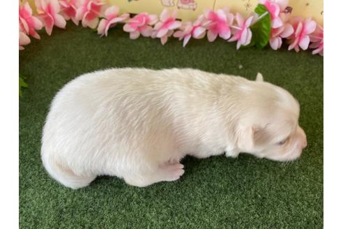 成約済の栃木県のポメチワ:ポメラニアン×チワワ-109171の13枚目