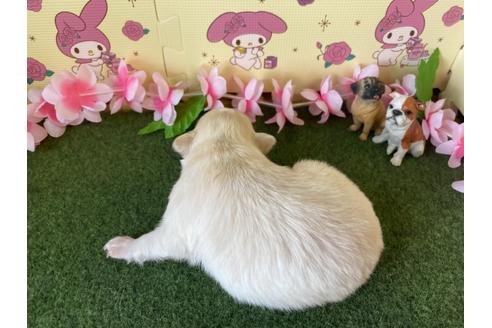 成約済の栃木県のポメチワ:ポメラニアン×チワワ-109170の12枚目