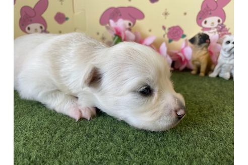 成約済の栃木県のポメチワ:ポメラニアン×チワワ-109151の14枚目