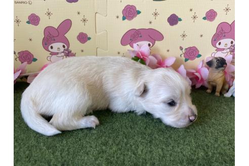 成約済の栃木県のポメチワ:ポメラニアン×チワワ-109151の12枚目