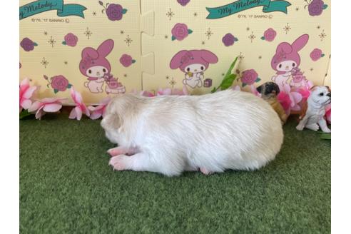 成約済の栃木県のポメチワ:ポメラニアン×チワワ-109169の12枚目