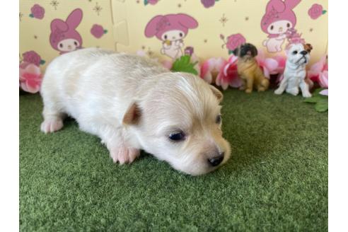 成約済の栃木県のポメチワ:ポメラニアン×チワワ-109168の13枚目