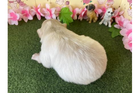 成約済の栃木県のポメチワ:ポメラニアン×チワワ-109168の12枚目