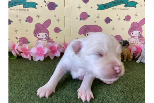 成約済の栃木県のポメチワ:ポメラニアン×チワワ-109150の22枚目