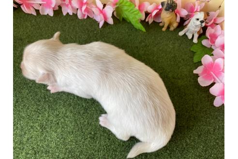 成約済の栃木県のポメチワ:ポメラニアン×チワワ-109150の20枚目