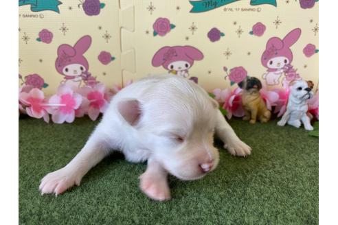 成約済の栃木県のポメチワ:ポメラニアン×チワワ-109150の19枚目
