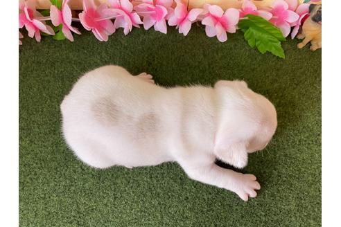 成約済の栃木県のフレンチブルドッグ-109004の9枚目