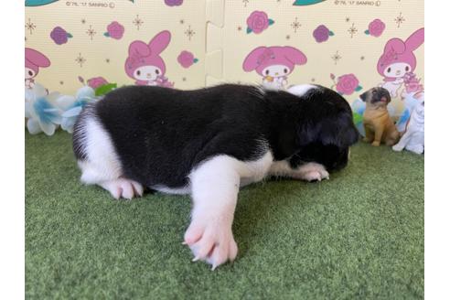 成約済の栃木県のフレンチブルドッグ-109014の8枚目