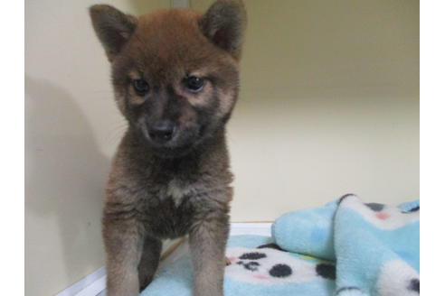 成約済の岡山県の柴犬-105150