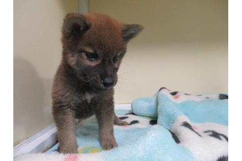 成約済の岡山県の柴犬-105150の2枚目