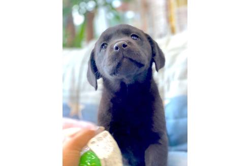 成約済の石川県のラブラドールレトリーバー-110139