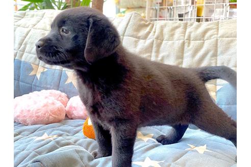 成約済の石川県のラブラドールレトリーバー-110139の5枚目