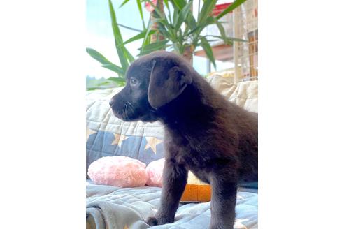 成約済の石川県のラブラドールレトリーバー-110139の4枚目