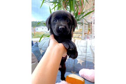 成約済の石川県のラブラドールレトリーバー-110139の3枚目