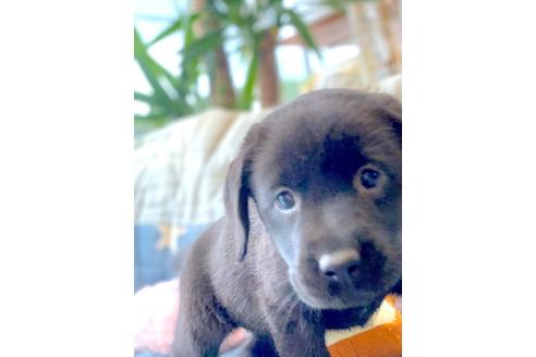 成約済の石川県のラブラドールレトリーバー-110139の2枚目