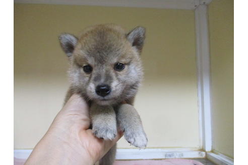 成約済の岡山県の柴犬-110140