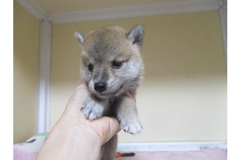 成約済の岡山県の柴犬-110140の4枚目