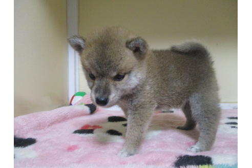 成約済の岡山県の柴犬-110140の3枚目