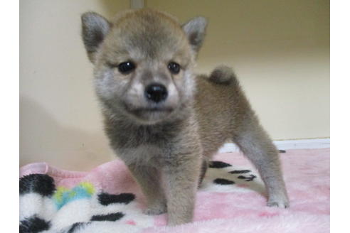 成約済の岡山県の柴犬-110140の2枚目