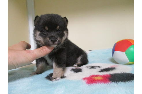 成約済の岡山県の豆柴-110144の1枚目