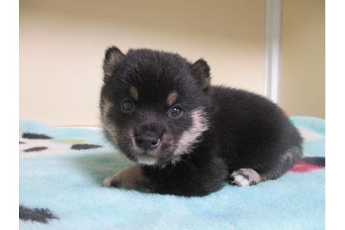 成約済の岡山県の豆柴-110144の5枚目