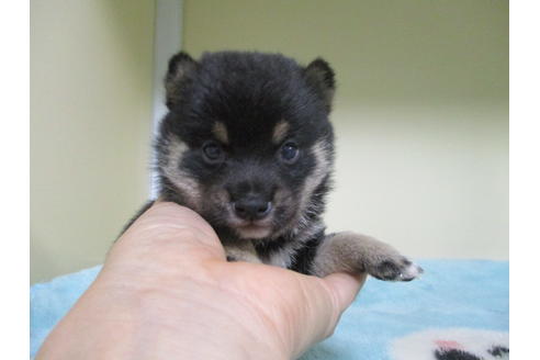 成約済の岡山県の豆柴-110144の4枚目