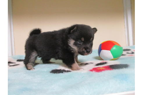 成約済の岡山県の豆柴-110144の3枚目