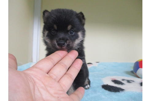 成約済の岡山県の豆柴-110144の2枚目