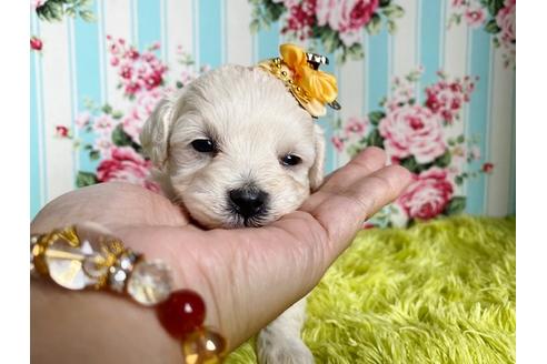 成約済の秋田県のマルプー:マルチーズ×トイプードル-110173の3枚目