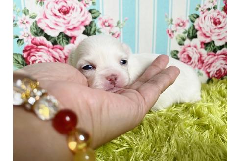 成約済の秋田県のミックス犬-110174の12枚目