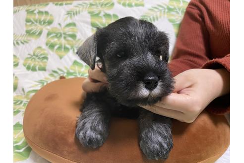 成約済の兵庫県のミニチュアシュナウザー-110051の4枚目