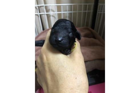 成約済の千葉県のトイプードル-110187の1枚目