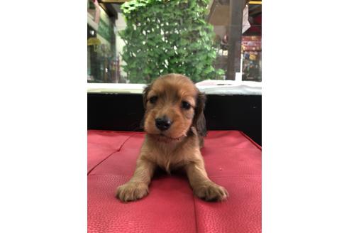 成約済の京都府のミニチュアダックスフンド(ロングヘアード)-110207の2枚目